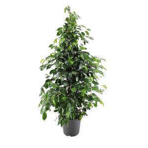 FICUS benjamin  Vaso 30