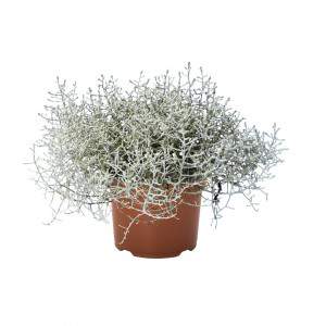 CALOCEPHALUS BROWNII Flowerpot 10cm