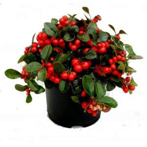 GAULTHERIA PROCUMBENS