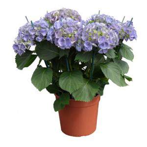 Hydrangea Flowerpot 19 cm