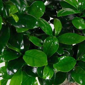 Bonsai Ficus Liście żeń-szenia