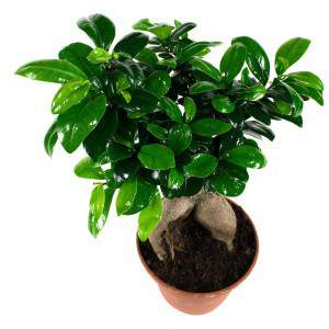 Bonsai Ficus Żeń-szeń top