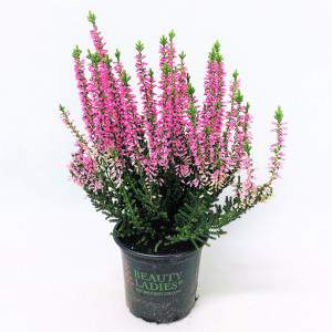 CALLUNA BEAUTY LADY FLOWERPOT 9