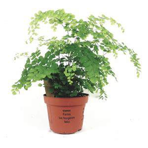 Adiantum Raddianum Maidenhair Vase Fougère 13cm