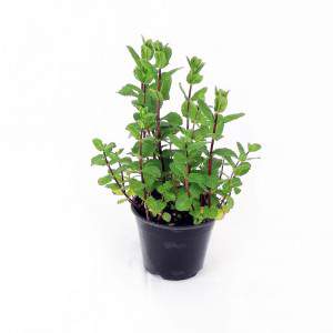 Menta spicata maroccan flowerpot 14 cm