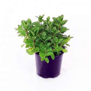 Menta piperita officinalis flowerpot 14 cm