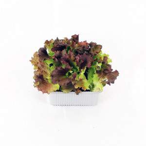 Salanova Flerbladig salladsblond och röd blandning