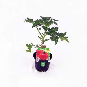 Maceta de tomate dulce redonda Honey Moon 10cm