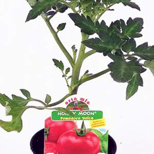 Detalle planta de tomate dulce redondo Miel Luna