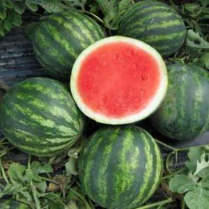 Watermelon Crimson sweet