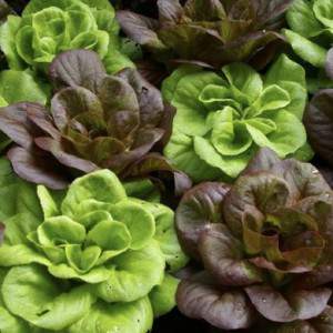 Salanova lettuce mix with...