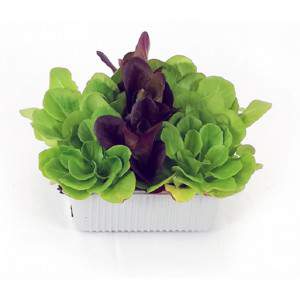 Salanova lettuce mix with smooth leaf basket 20x12cm