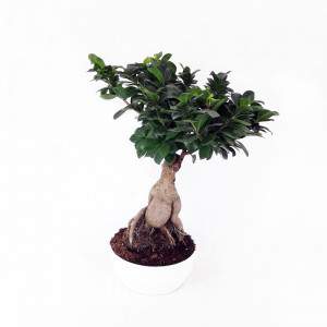 Bonsai Ficus Ginseng Keramiktopf 23