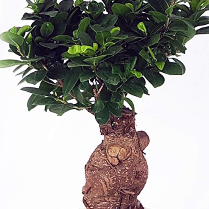 Bonsai Ficus Ginseng vaso 18 in ceramica - Anticadutavasi