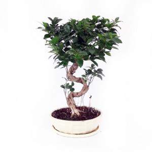 Bonsai Ficus Ginseng Vase 30 Keramik