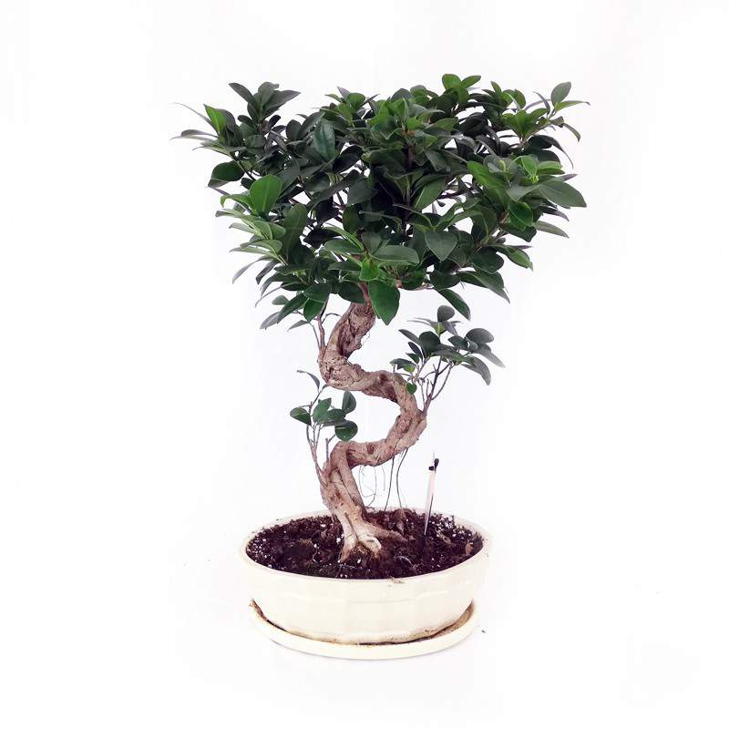 Le bonsaï ficus, un arbre idéal pour les débutants