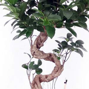 Bonsai Ficus Ginseng groß