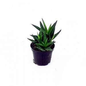 Vaso aloe 10 cm