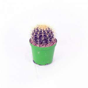 CACTUS GRUSONE VASO 10