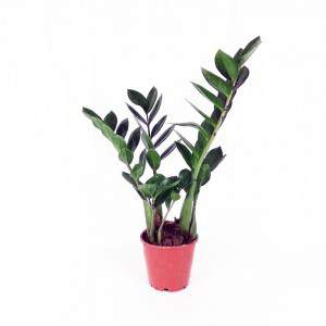 Zamioculcas  flowerpot 14 cm