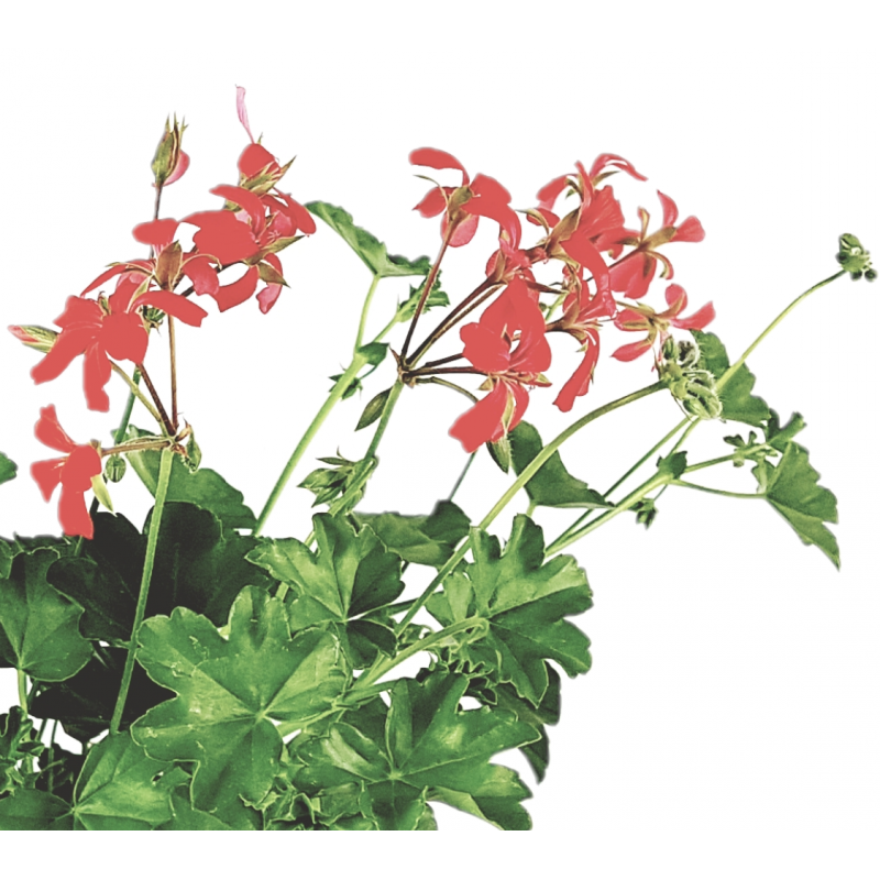 Jarrón de geranio colgante parisino rojo y rosa 14cm - Anticadutavasi Jarrón de geranio colgante parisino rojo y rosa 14cm - Anticadutavasi