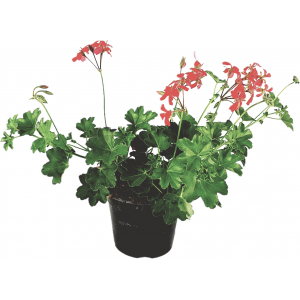 Parisian hanging geranium flowerpot 14 cm