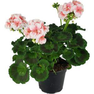 Zonal geranium pink