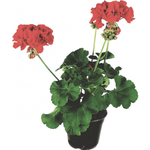 Czerwona pelargonia strefowa