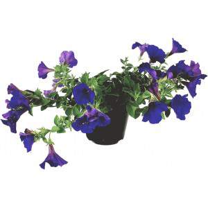 Hängande Surfinia Viola vas 14cm