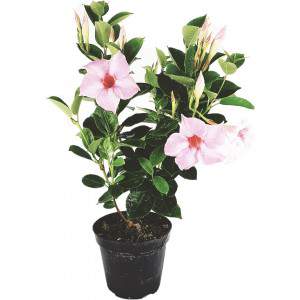 Vase Dipladenia ou Mandevilla 14cm