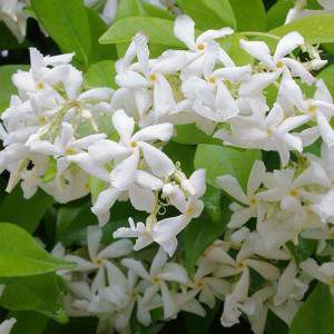 Falsa flor branca de jasmim