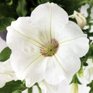 Vase de fleur blanche de Pétunia 14