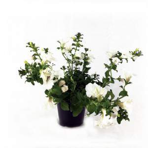 Vase surfinia blanc ou pétunia tombant 14cm