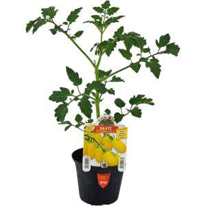 Tomates datterino amarelos Vaso de skate 10cm