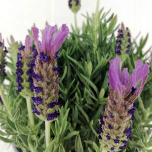 Lavender Stoechas Flowered Vase 14