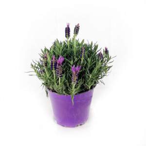 Lavendel Stoechas Vase 14