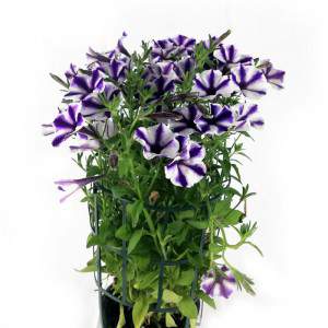 Vase surfinia rayé violet ou pétunia tombant 14cm