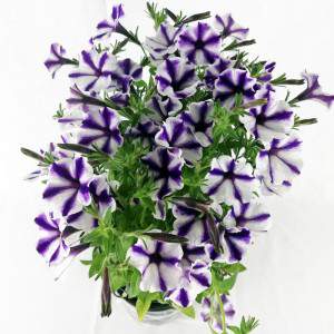 Purple Surfinia striped vase 14