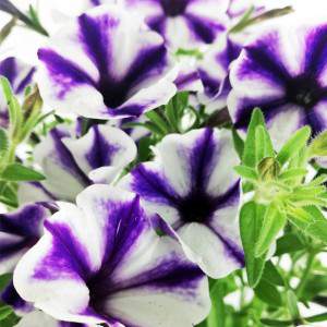 Fiore viola striato di surfinia ricadente