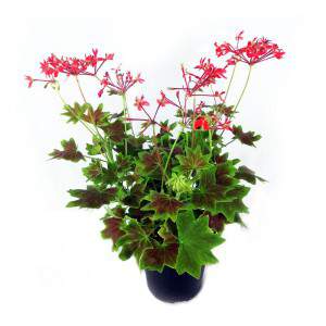 Vaso antigo de gerânio perfumado ou pelargonium vermelho de 14 cm