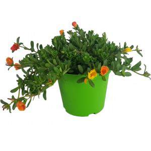 Portulaca ou grama de porcelana de 14cm mix