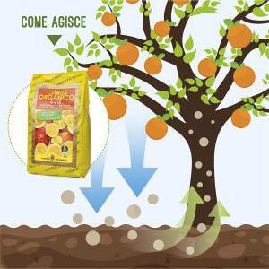 Come agisce - citrus organico