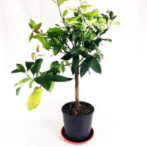 Zitrone Sapling Vase 22