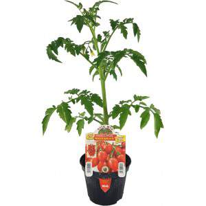 Vase tomate Prince Borghese 10cm