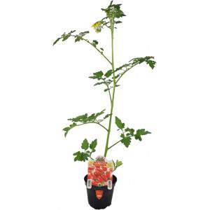 Lobello datterino tomate pote 10cm