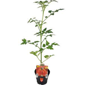 Pomodoro Cuore Ligure Cuoresisto vaso 10cm