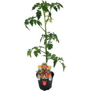 Vase tomate Yup ex Camone 10cm