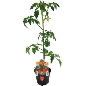 Tomate Yup ex Camone vaso 10cm