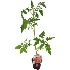 Rosamunda-Tomate, ligurisches rosa Herz, 10 cm Vase