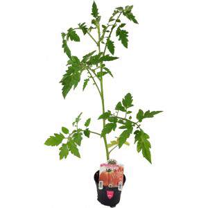 Tomate Rosamunda, vaso rosa do coração liguriano 10cm